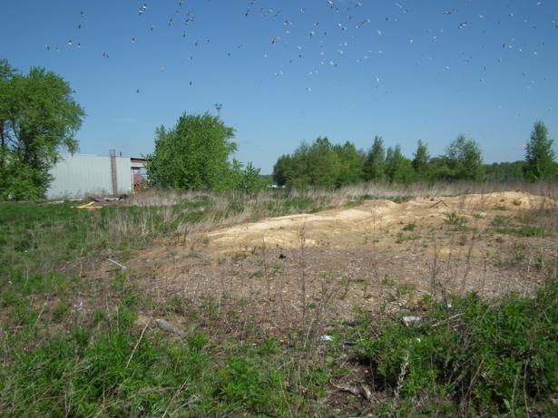 kasvaa paljon paimenmataraa, päivänkakkaraa ja ahomansikkaa laajoina kasvustoina sekä kyläkarhiaista ja mäkilemmikkiä.