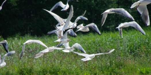 HALIKONLAHTI, kunnostustarpeita Vedenlaatu Natura 2000, linnut Virkistyskäyttö Kalastus,