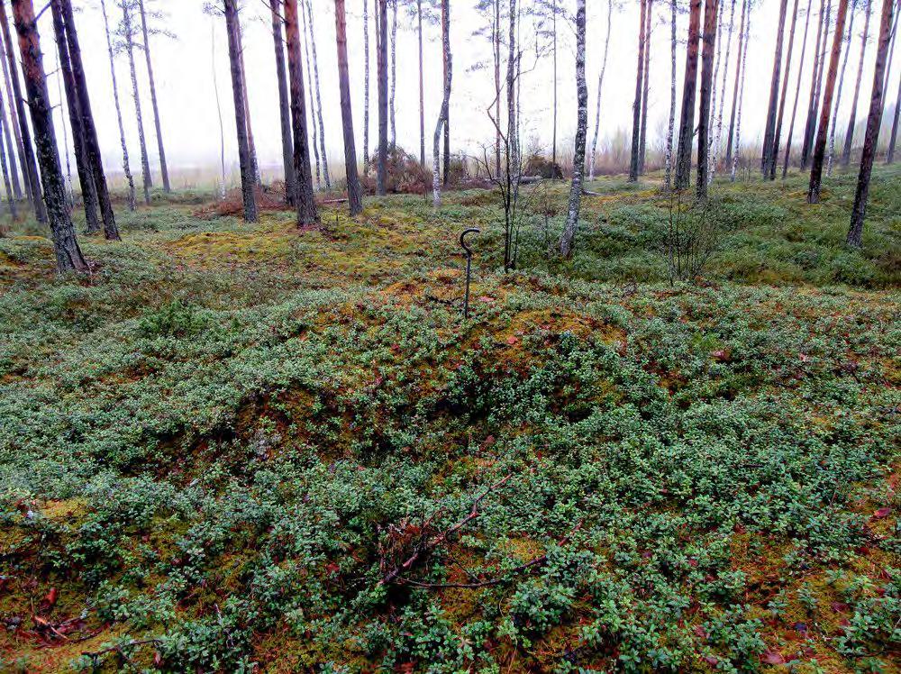 Keski-Pohjanmaan ArkeologiaPalvelu Kalajoki Läntisten tuulipuisto 2015 12 Maastotiedot: Itä - länsi suuntainen hiekkadyyni laajemman dyynikentän pohjoisreunalla, dyynien välit ovat soistuneet.