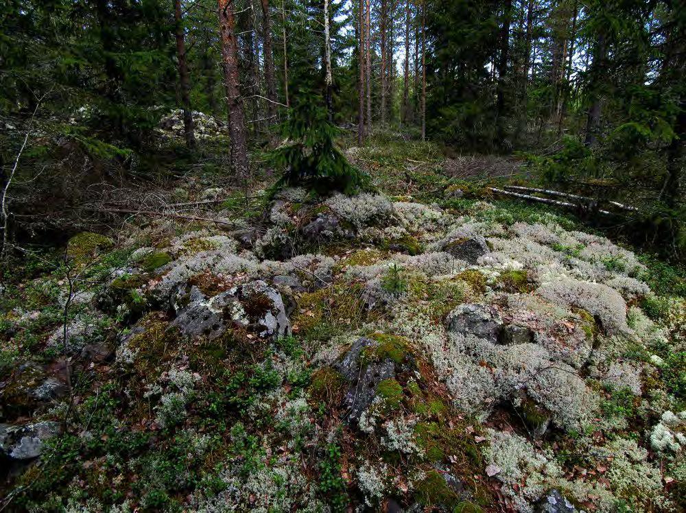 Keski-Pohjanmaan