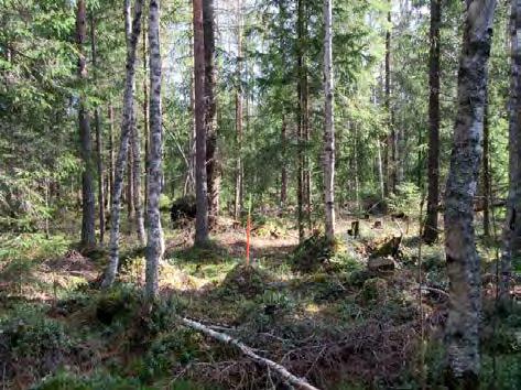 Keski-Pohjanmaan ArkeologiaPalvelu Kalajoki Läntisten tuulipuisto 2015 18 Kuva 11.