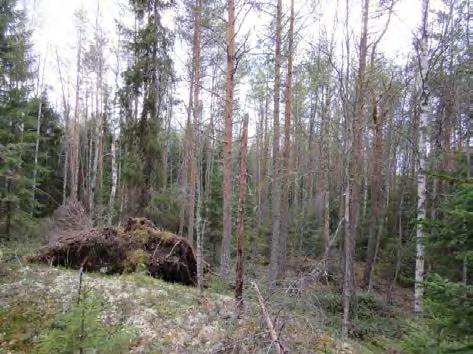 Tielinja voimalalle 6 Ymmyräiskurun kohdalla.