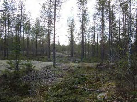 Rämeen ympäröimä tasainen kivinen kangas. Kuva 21.