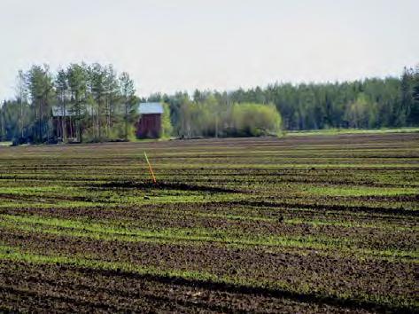 Keski-Pohjanmaan ArkeologiaPalvelu Kalajoki Läntisten tuulipuisto 2015 22 Kuva 23.