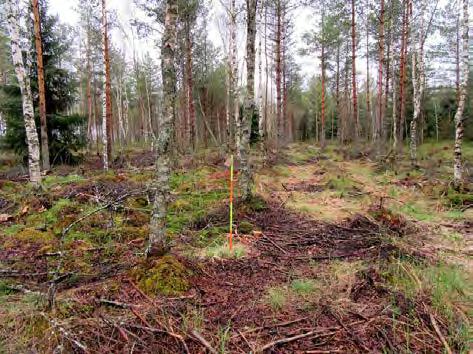 Tielinja voimalalle 15 kuvattu pohjoiseen.