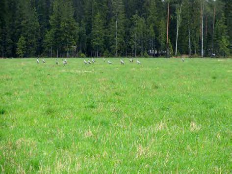 Keski-Pohjanmaan ArkeologiaPalvelu Kalajoki Läntisten tuulipuisto