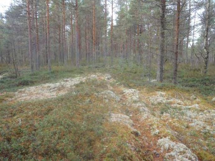 Luontotyyppikartoitus M6, maastokartta ja vääräväri-ilmakuva.