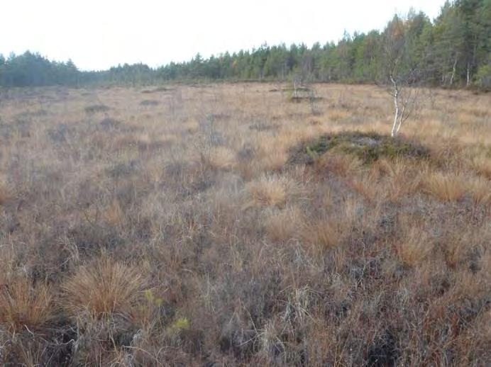 tyypin kuivahko kangasmetsä; IR = isovarpuräme; merurin-ku = kuivakkotilassa oleva