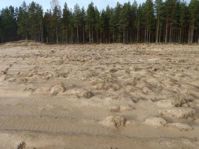 EVT = Empetrum Vaccinium tyypin kuivahko