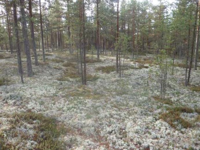 vääräväri-ilmakuva.