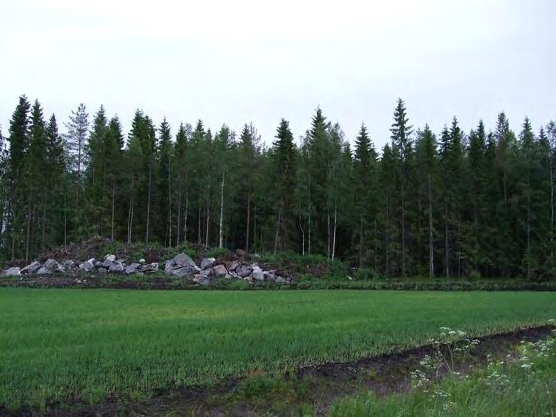 Voimalalle suunniteltu tie kulkee pellon kautta. 6 Kuva 2-3. Voimalan 3 alueella on nuorta kangasmetsää. Tuulivoimala 4 (VE1, VE2) Suunniteltu voimalanpaikka sijaitsee uudella pellolla.