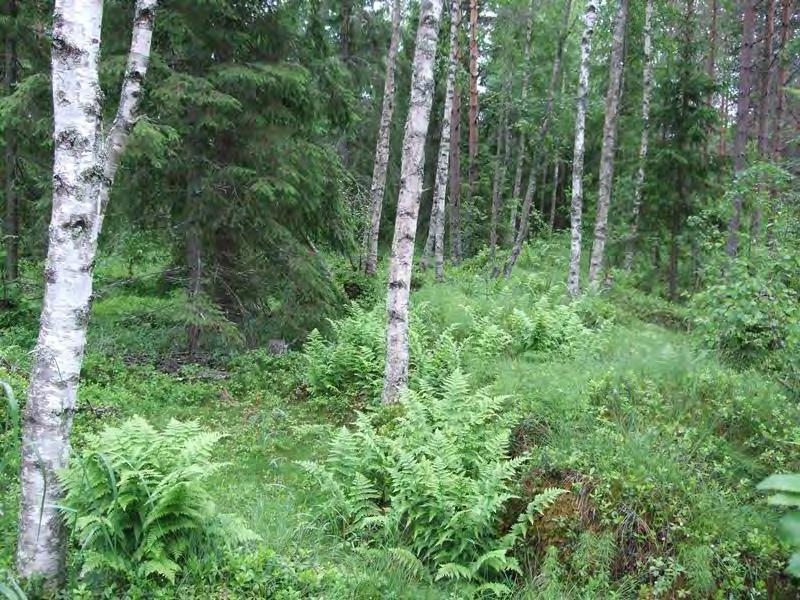 Tuulivoimala 5 (VE1, VE2) Suunniteltu voimalanpaikka sijaitsee ojitetulla sekapuustoisella (mänty ja kuusi dominoi, seassa myös koivu) tuoreella kankaalla (VMT).