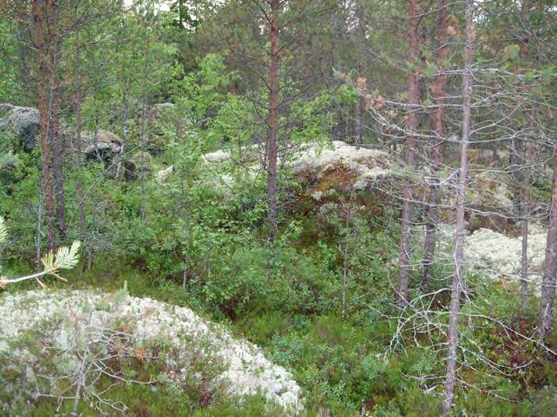 Voimalalle suunniteltu tie kulkee samaisella soistuneella kankaalla. 7 Kuva 2-5. Voimalapaikan 5 tuoretta kangasmetsää, jonka kenttäkerroksessa esiintyy metsäalvejuuri.