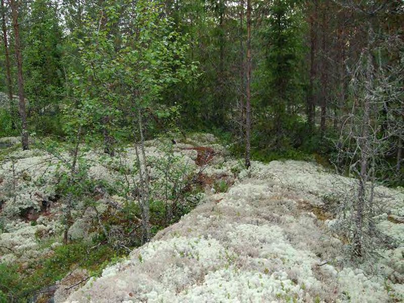 Tuulivoimala 7 (VE1, VE2) Suunniteltu voimalanpaikka sijaitsee mäntypuustoisella kallioisella karukkokankaalla (CIT). Metsän kenttäkerros koostuu poronjäkälistä.
