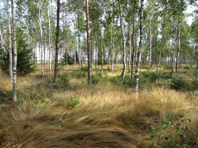 Tuulivoimala 16 (VE1 VE3) Voimalapaikka sijaitsee peltoalueiden välisellä kasvatusmetsälohkolla, alueen läheisyydessä kulkee peltoalueiden poikki linjattu tie.