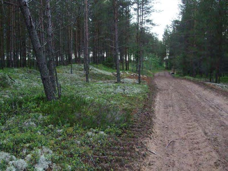 11 Kuva 2-10. Voimalapaikan 19 välittömässä läheisyydessä olevia vanhoja hiekkaisia rantadyynejä. Puusto on keski-ikäistä mäntyä.