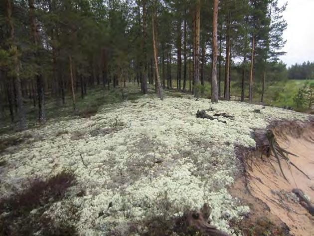 Tie voimalapaikalle kulkee rämemuuttuman ja kankaiden poikki.