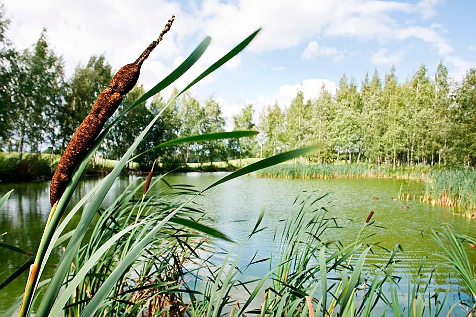 Yleiskaavan viheralueselvitykset Siltamäkeä. Kuva: Simo Karisalo Viheralueet ovat osa kestävää kaupunkirakennetta.