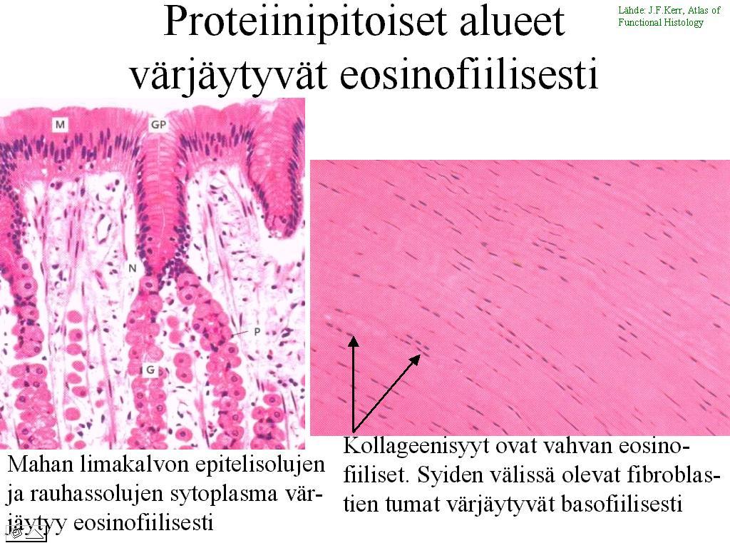 Näytteessä proteiinit värjäytyvät eosinofiilisesti (=asidofiiisesti) Tässä lihassolun proteiinit Sytoplasma - sisältää runsaasti proteiineja ja värjäytyy punaiseksi