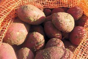 15 PERUNA-ALAN UUTISIA Siemenen käsittely: Ota pois suursäkistä! Kiinassa perunaa tuotetaan jo enemmän kuin Euroopassa, mutta Kiina ei ole omavarainen perunan suhteen.