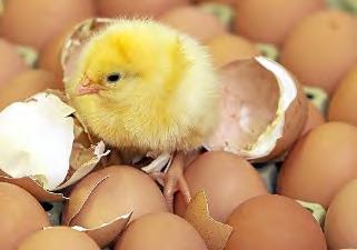 Das EI ist zum Beispiel so ein Wunder: Von aussen sieht die Schale hart und leblos aus. Aber plötzlich schlüpft aus dem Ei ein Küken.