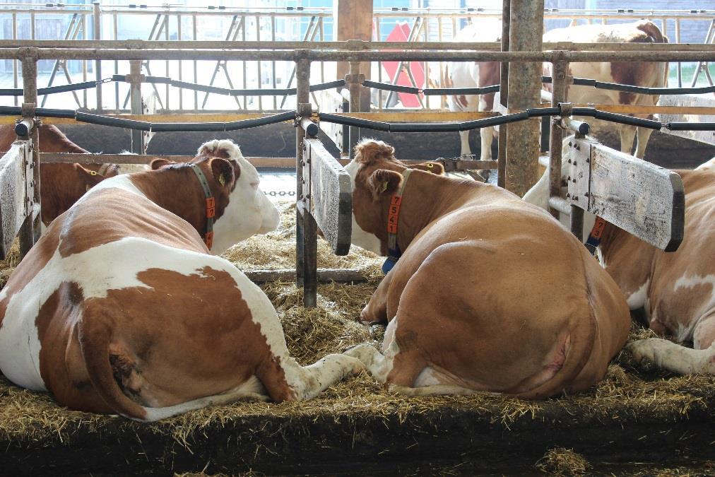 Karjan keskituotos 9200kg/lehmä, rasva- % 4,2, valkuais-% 3,7 ja urealuku 20.