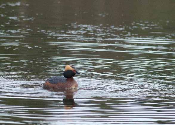 VILLIINNY KEVÄÄSTÄ JÄRVELÄN KOSTEIKON LINTUTORNILLA Lauantaina 20.5.17. Lintutornilla on BirdLife Suomen opas kertomassa linnustosta. Opastuksia alkaen klo 10, 11 ja 12.
