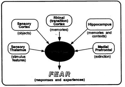hippocampuksesta (deklaratiivinen muisti) sekä prefrontaalikuorelta (extinktio eli emootion vaimentaminen)