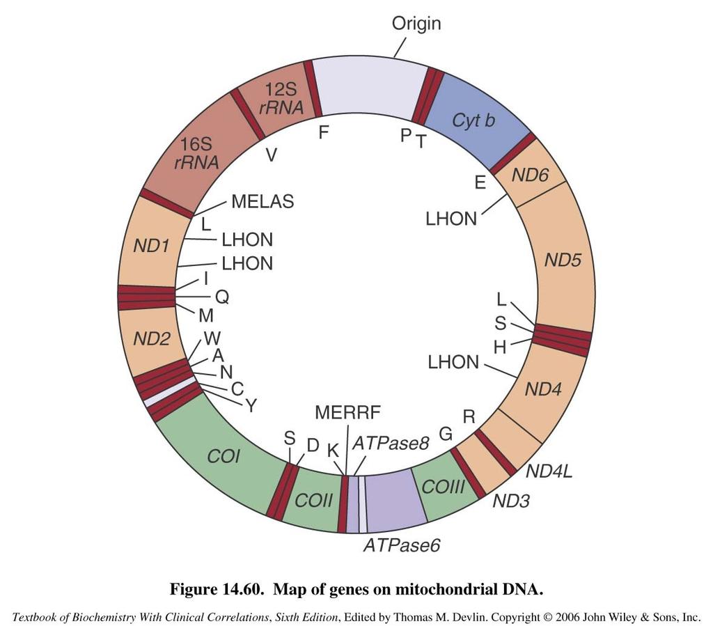 mtdna: LHON-,