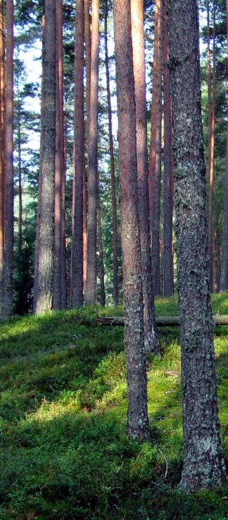 Havaintoalat Havaintoalat sijoitettiin systemaattisesti koko seurantaalueelle. Mäntyjen runkojäkäläkartoitus tehtiin 776 havaintoalalla.