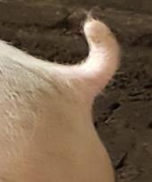 WP 1: Hännäntypisyksen ja purennan vaikutukset sian hyvinvointiin Hännäntypistys vähentää sian hännän riskiä tulla purruksi nelinkertaisesti, kun olosuhde pysyy samana (Valros & Heinonen 2015: