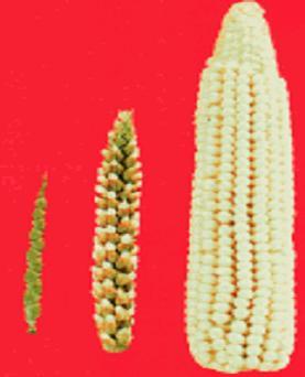 Maissi maissi Kaalit Metsäntuotanto laahaa jäljessä!