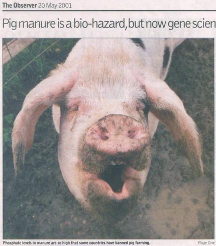 Pitääkö sian haista ja saastuttaa?