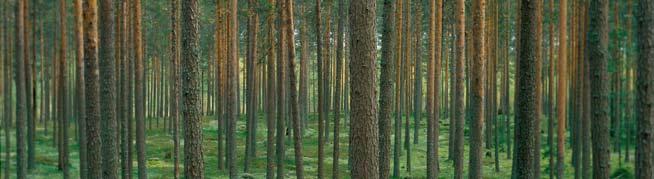 1 Metsävarat Suomen maapinta-alasta 86 prosenttia (26 milj. ha) on metsätalousmaata, joka jaetaan puuntuotoskykynsä perusteella metsämaahan (20 milj. ha), kitumaahan (3 milj.