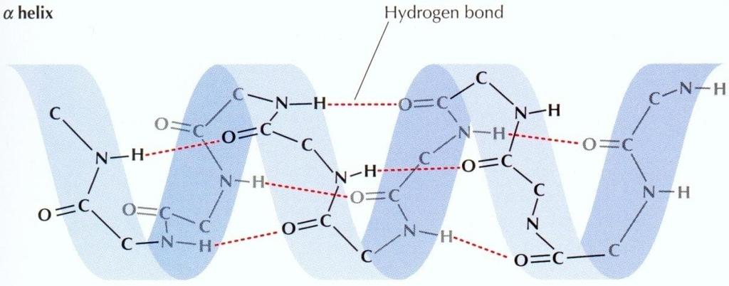 Biologisesti tärkeitä vetysidoksia: Vedessä ja biomolekyylien ryhmien ja vesimolekyylien välillä: Esim.