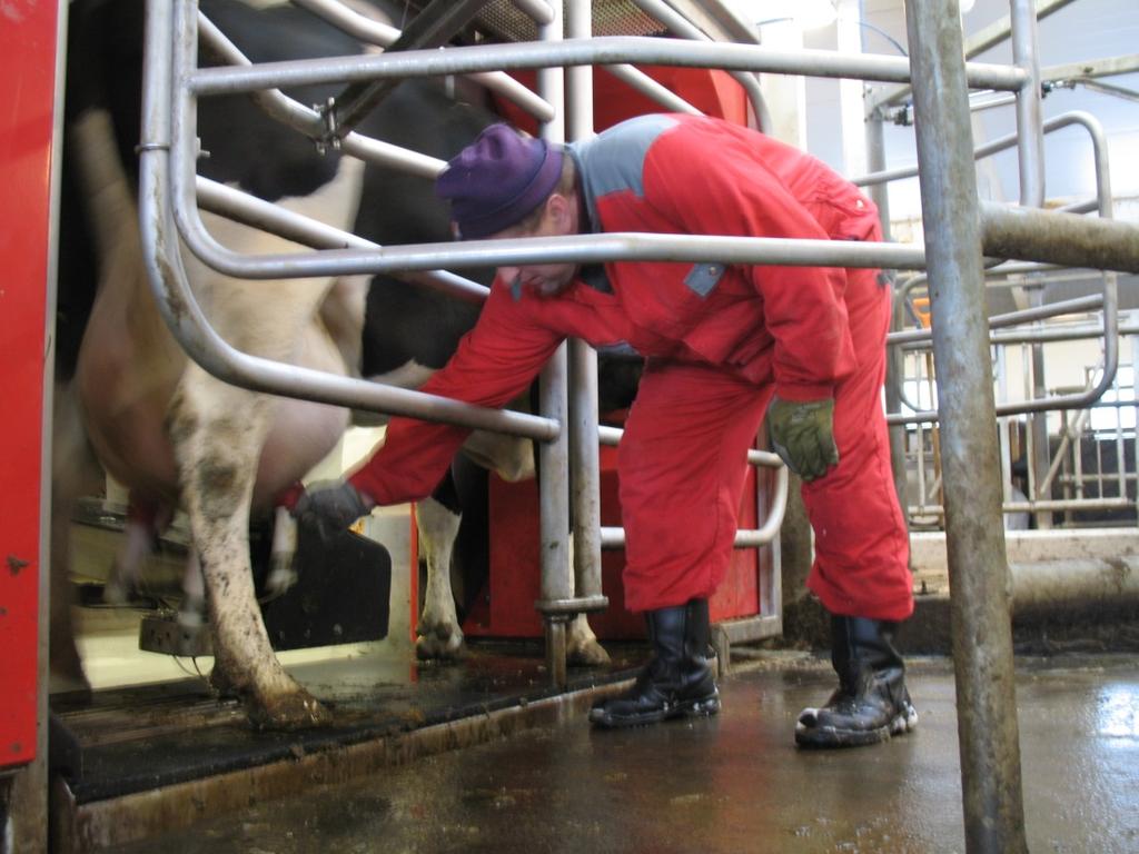 Rodenburg7 suosittelee vapaata lehmäliikennettä suljettavissa