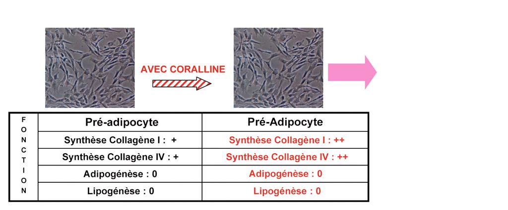 CORALLINE VÄHENTÄÄ UUSIEN ADIPOSYYTTIEN MUODOSTUMISTA SAMALLA KIINTEYTTÄEN IHOA Mature adipocyte