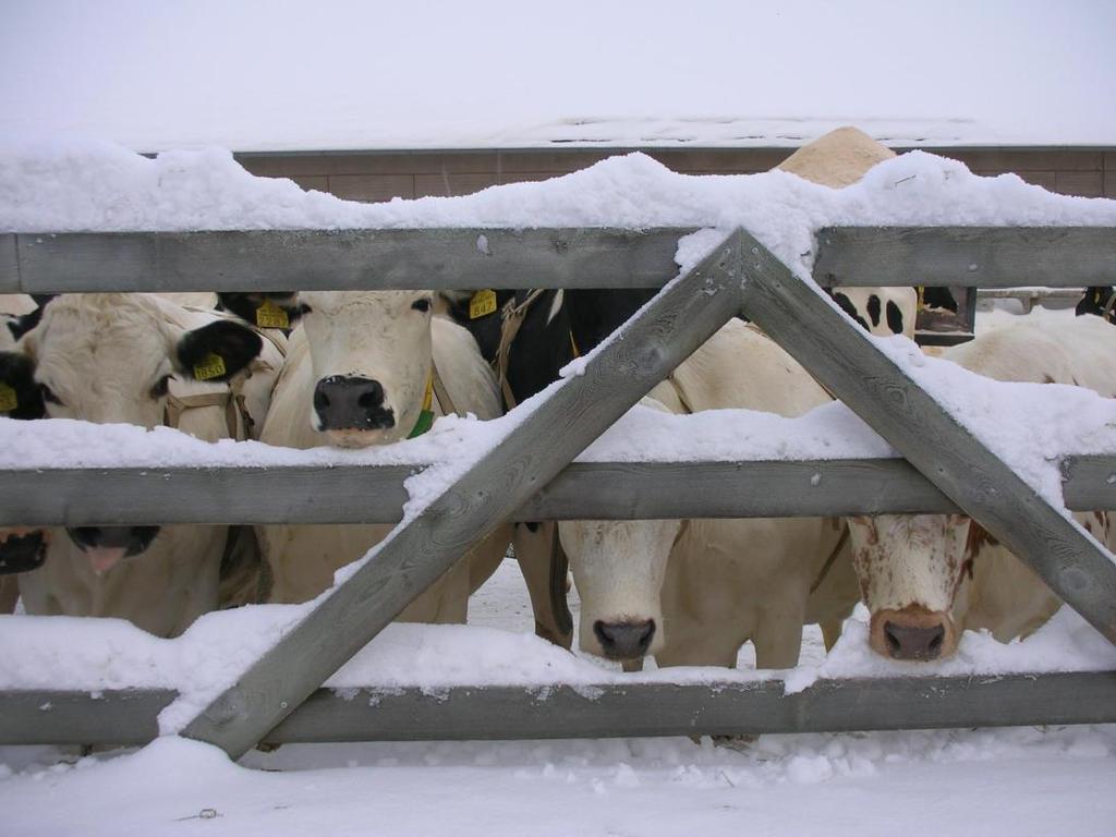 Eläingeenivarojen säilytys Pakastettu geenipankki: Alkioita 25 lehmältä x 8 alkiota