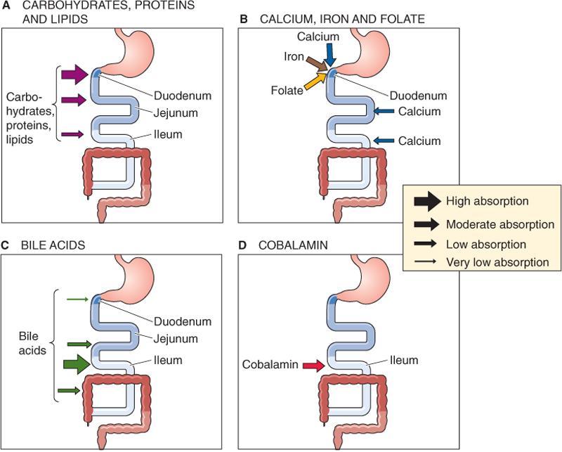 Digestion/imeytymisen vaihtoehdot Energian saantiin (glykolyysi, beta-oksidaatio) Rakennuspalikoita molekyylien synteesiin