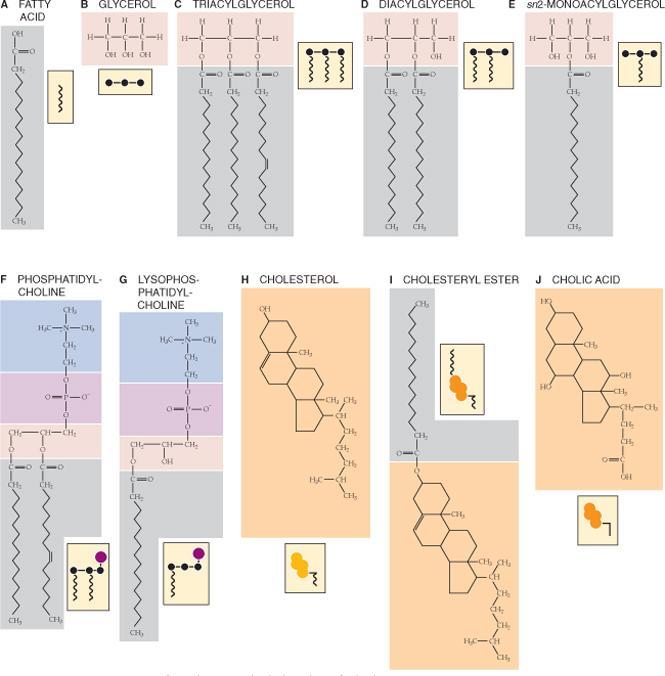 Lipidit (Rasva = TG) Lipidien digestio Suussa