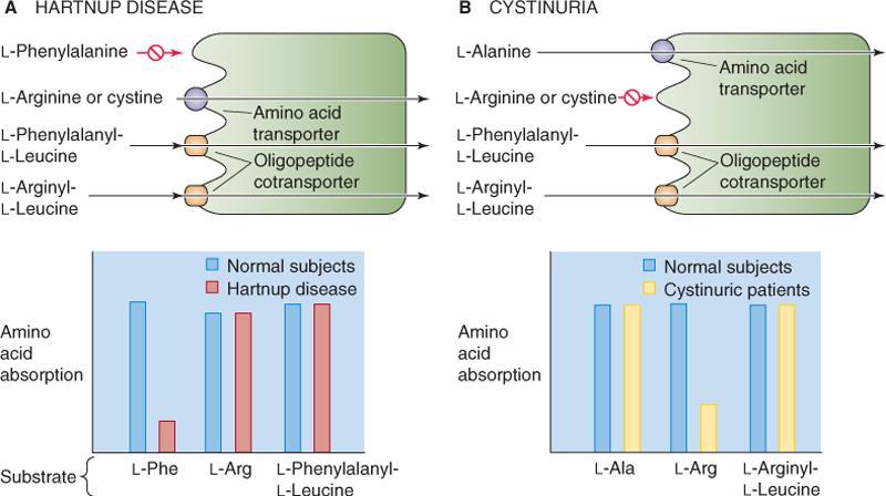 aktivinen kuljetus) -Solussa peptidaasit pilkkovat di- ja tripeptidit aminohapoiksi -Solusta