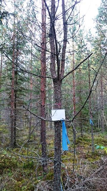 Käsittelystä aiheutunut ranganvaihdos sekä