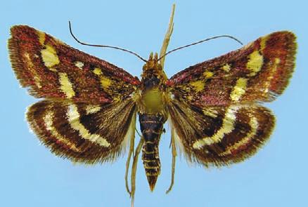 Näyttävän näköinen verikirjokoisa (Pyrausta sanguinalis) (VU) on Lounais-Suomen merenrantahietikoiden