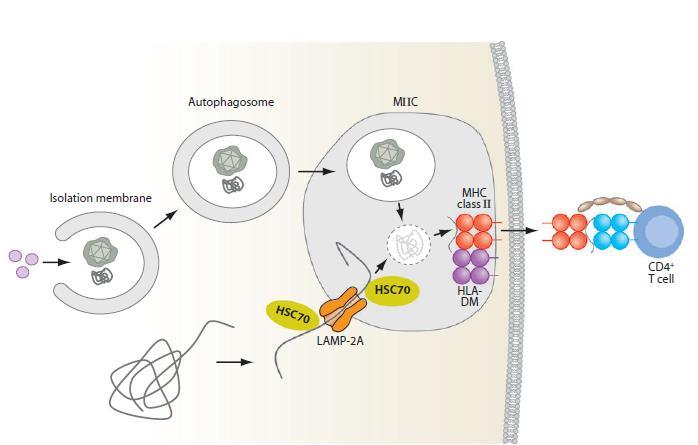 HLA-geenit muovaavat yksilöllistä vastustuskykyämme Antigeenin pilkkomista peptideiksi ja peptidien kulkeutumista ja muovautumista soluissa (autofaagi-prosessissa) säätelevät monet MHC-alueen geenit.