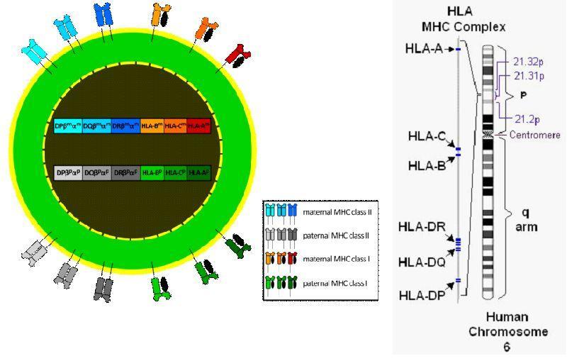 Klassisten transplantaatiogeenien periytyminen Kodominantti periytyminen: vanhemmilta perityissä HLA-geeneissä molemmat HLA-alleelit