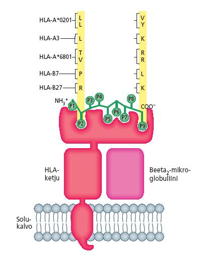 Peptidin sitoutuminen HLA-molekyyliin Antigeenipeptidi-HLA-kompleksi on stabiili, T 1/2 ~ 24 t Yhdenlaisia peptidi-hla-komplekseja on vaihteleva määrä; 1-5000 kompleksia / solu ( yleensä ~100).