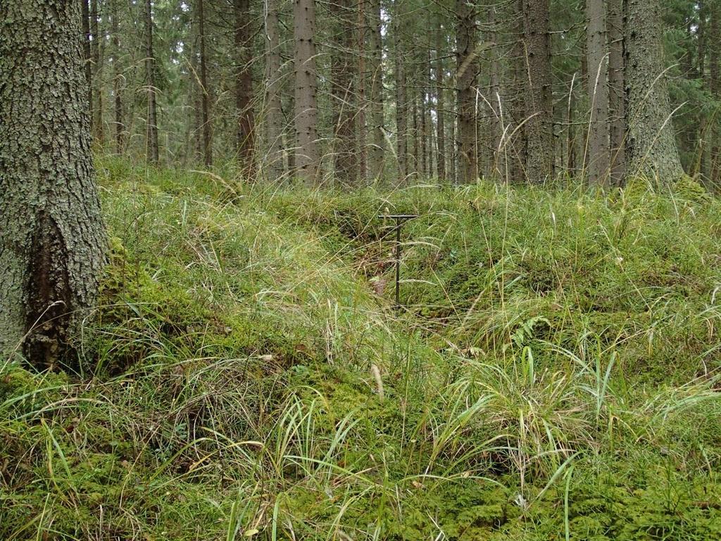 6 Hämeenlinna, Kurjenpesänsuo tervatänni merkitty karttaan sinisellä symbolilla.