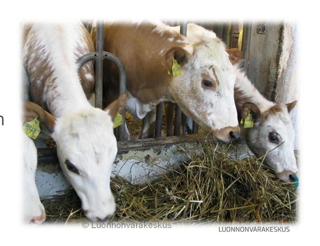 Suosituksia ruokinnan toteutukseen Ruokinnan suunnittelussa huomioitava lehmien kuntoluokka ja tarvittaessa: Ruokinnan rajoittaminen Lehmien ryhmittely tuotoksen perusteella Rehuannoksen