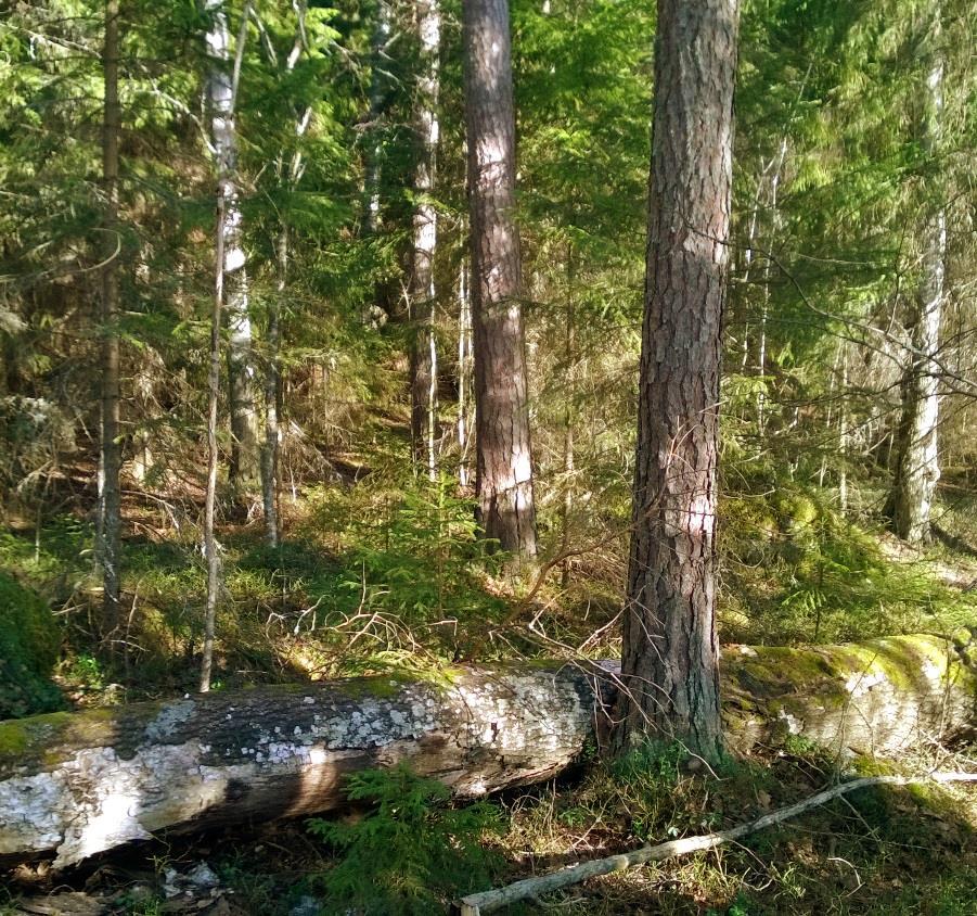 Metsä onkin poikkeuksellisen järeää ja luonnontilaista vanhoine mäntyineen, kuusineen ja haapoineen. Saaren sisäosat ovat sakeaa havumetsää, jonka suojissa viihtyvät monet metsän eläimet.