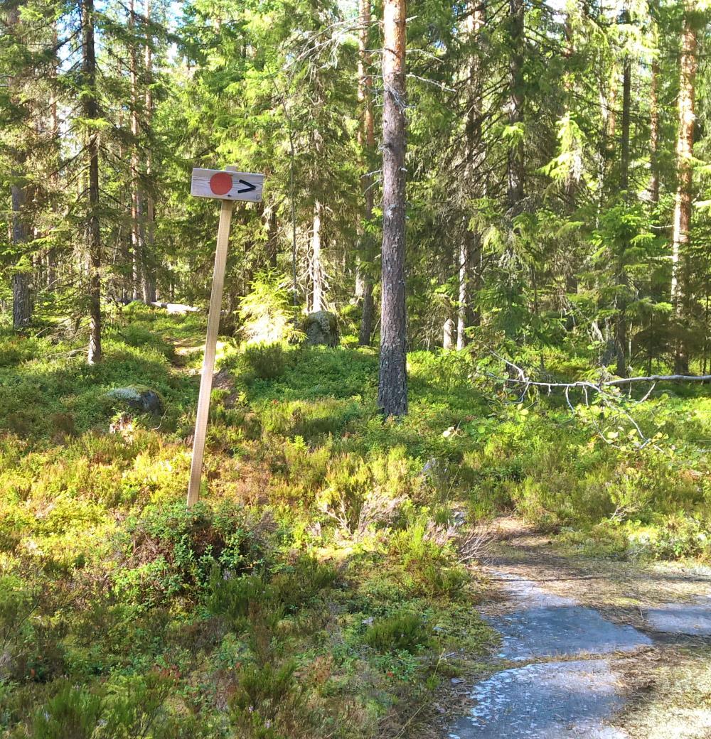 Näiden muinaisten merien muotoilemien rantatörmien sammalpeitteisten kivien alla elelee metsäsopuleita, laulurastas hokee kuusten latvoissa lorujaan ja töyhtötiainen ruokkii poikasiaan koivun